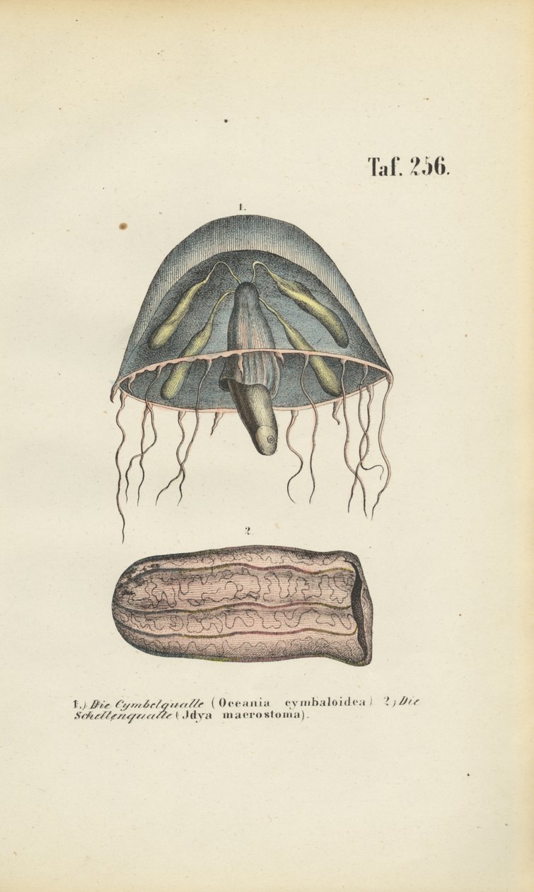  autorstwa J. W. Tenhaeff