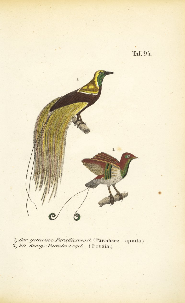  autorstwa J. W. Tenhaeff