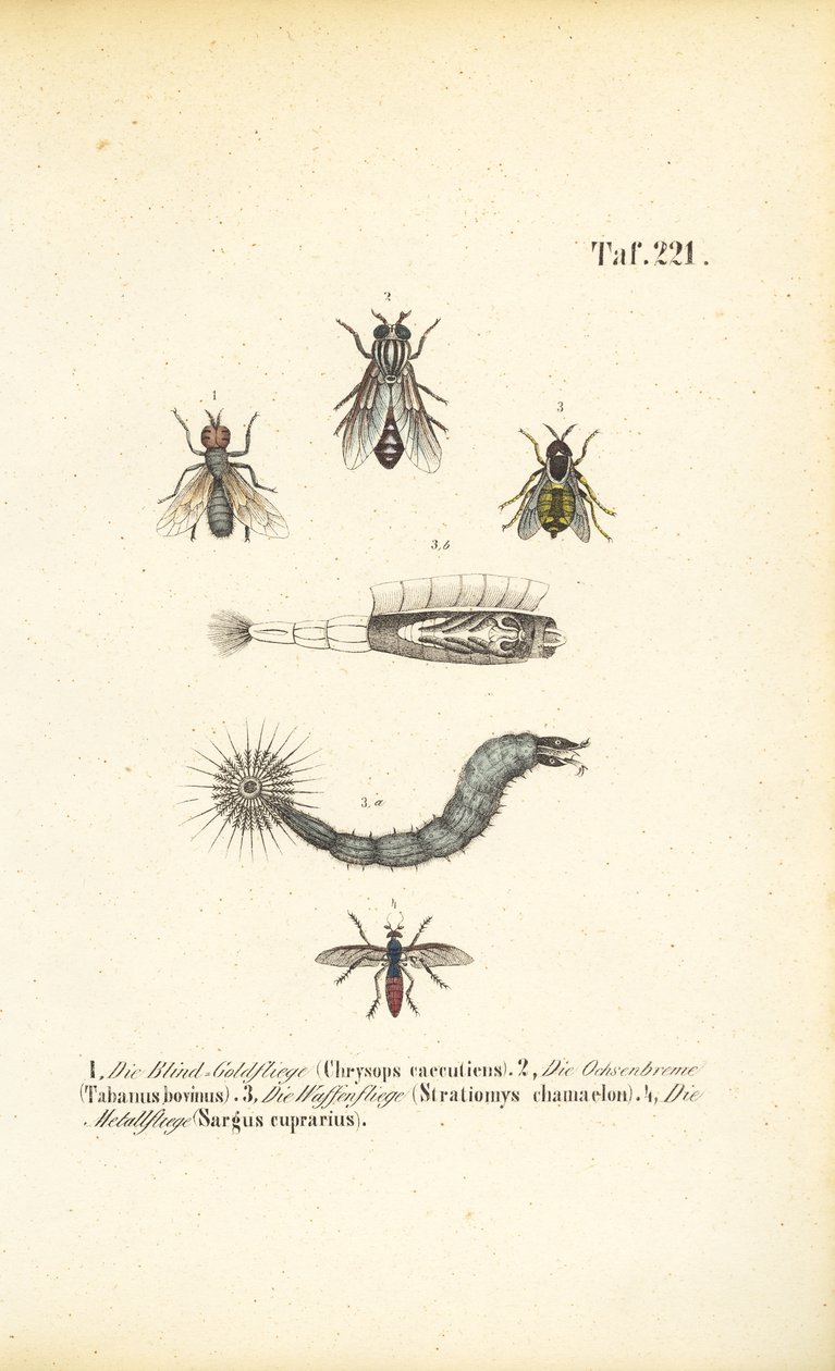  autorstwa J. W. Tenhaeff