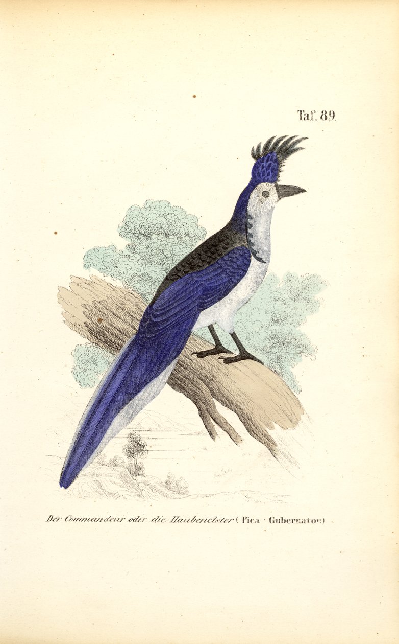  autorstwa J. W. Tenhaeff
