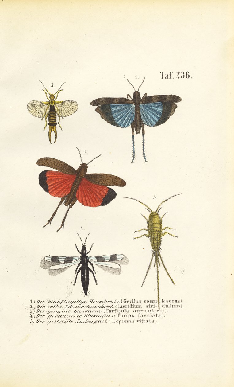 Konik polny niebieskoskrzydły, konik polny czerwonoskrzydły i inne owady autorstwa J. W. Tenhaeff