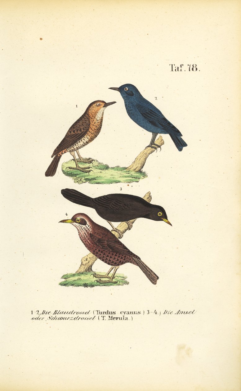  autorstwa J. W. Tenhaeff