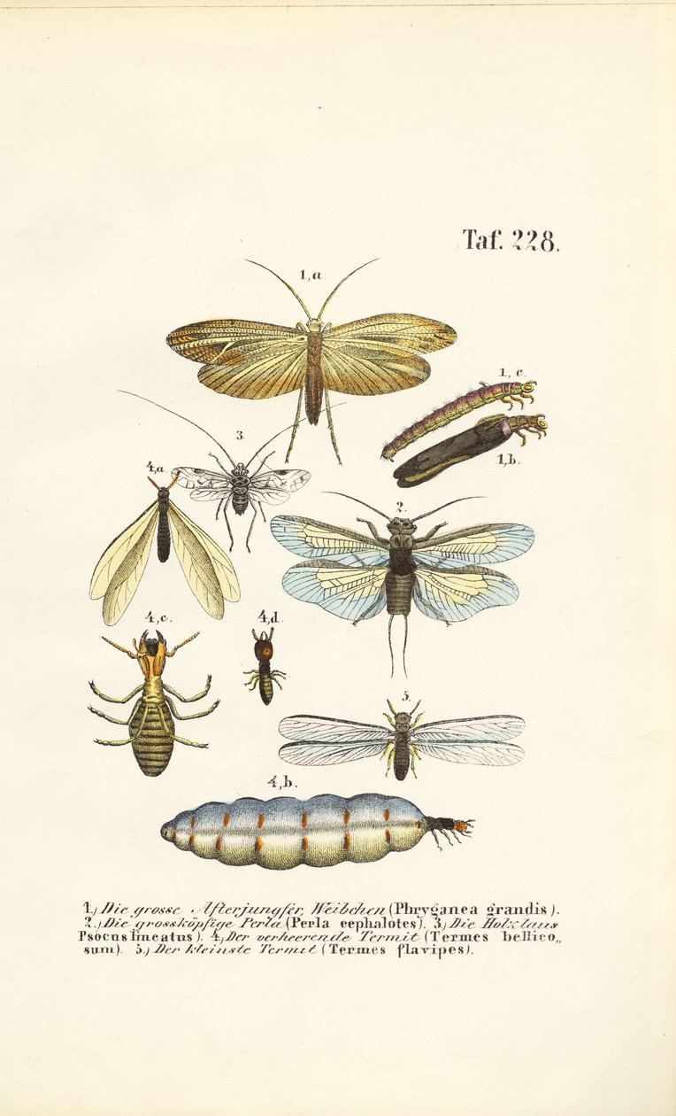  autorstwa J. W. Tenhaeff