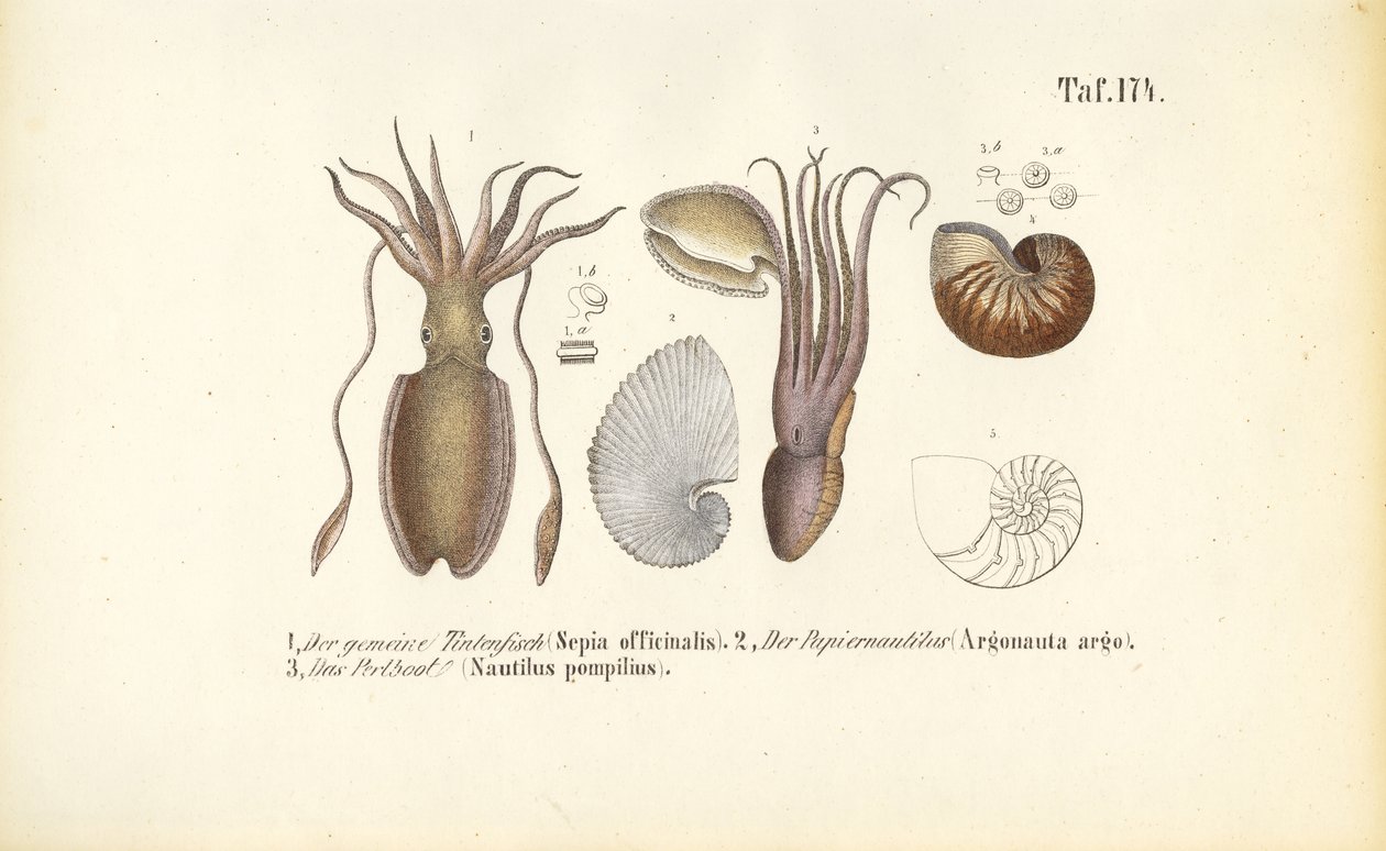  autorstwa J. W. Tenhaeff