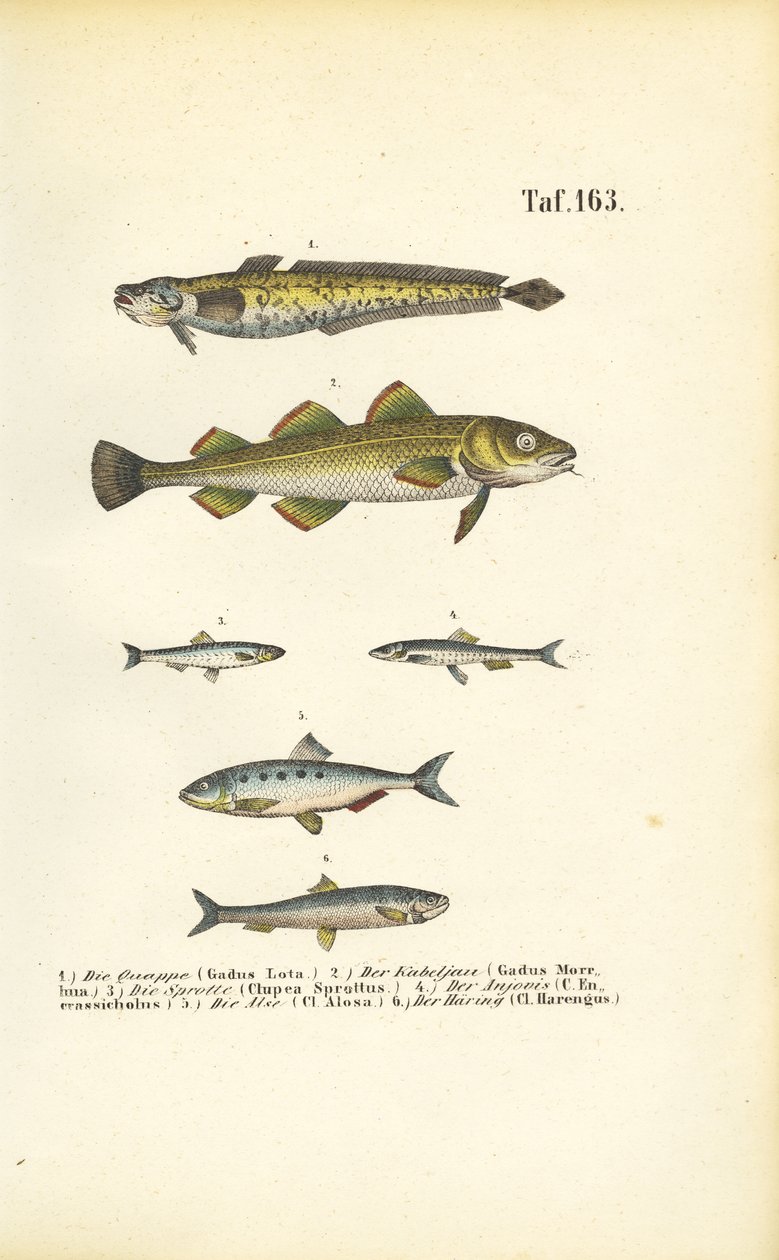  autorstwa J. W. Tenhaeff