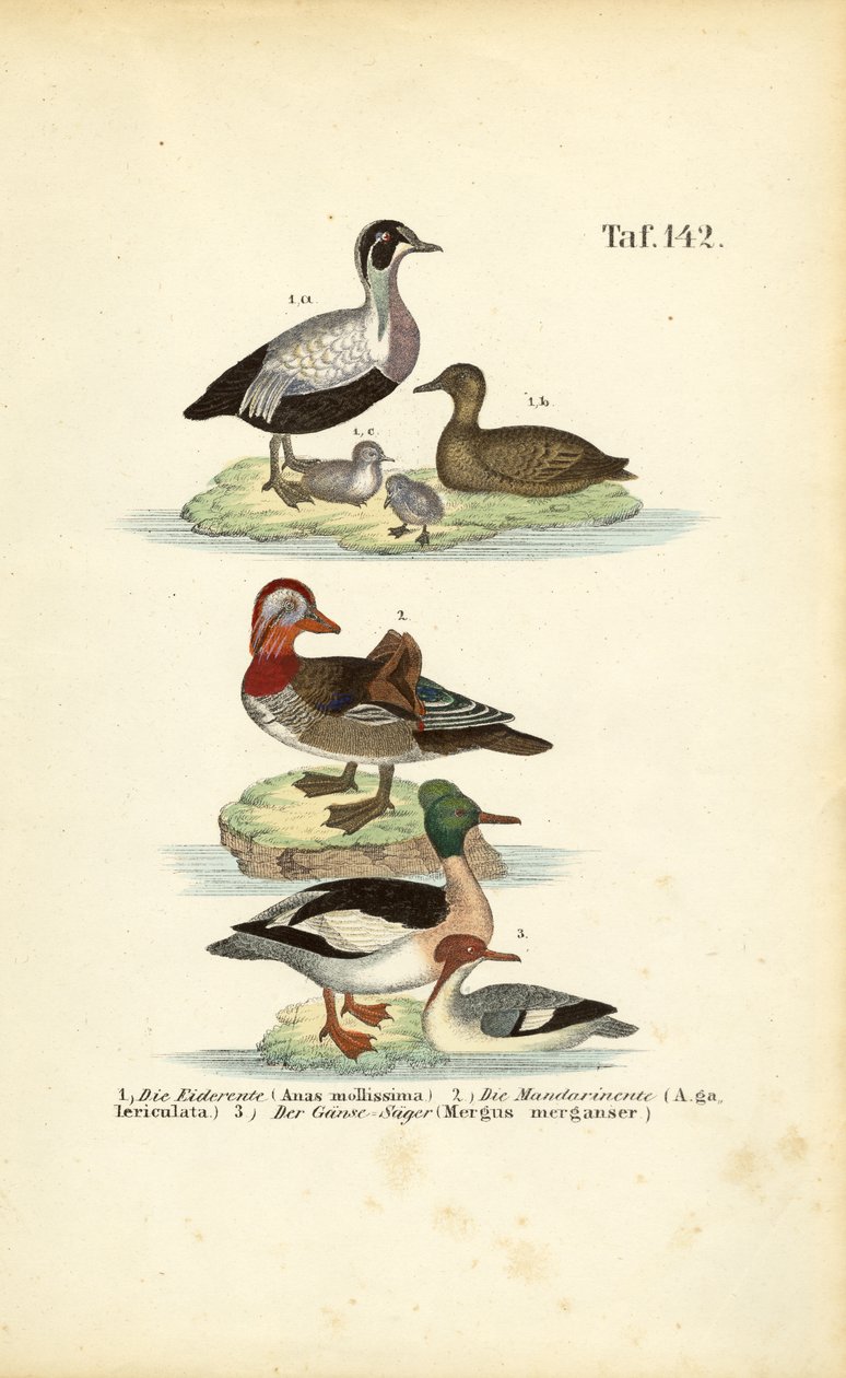  autorstwa J. W. Tenhaeff