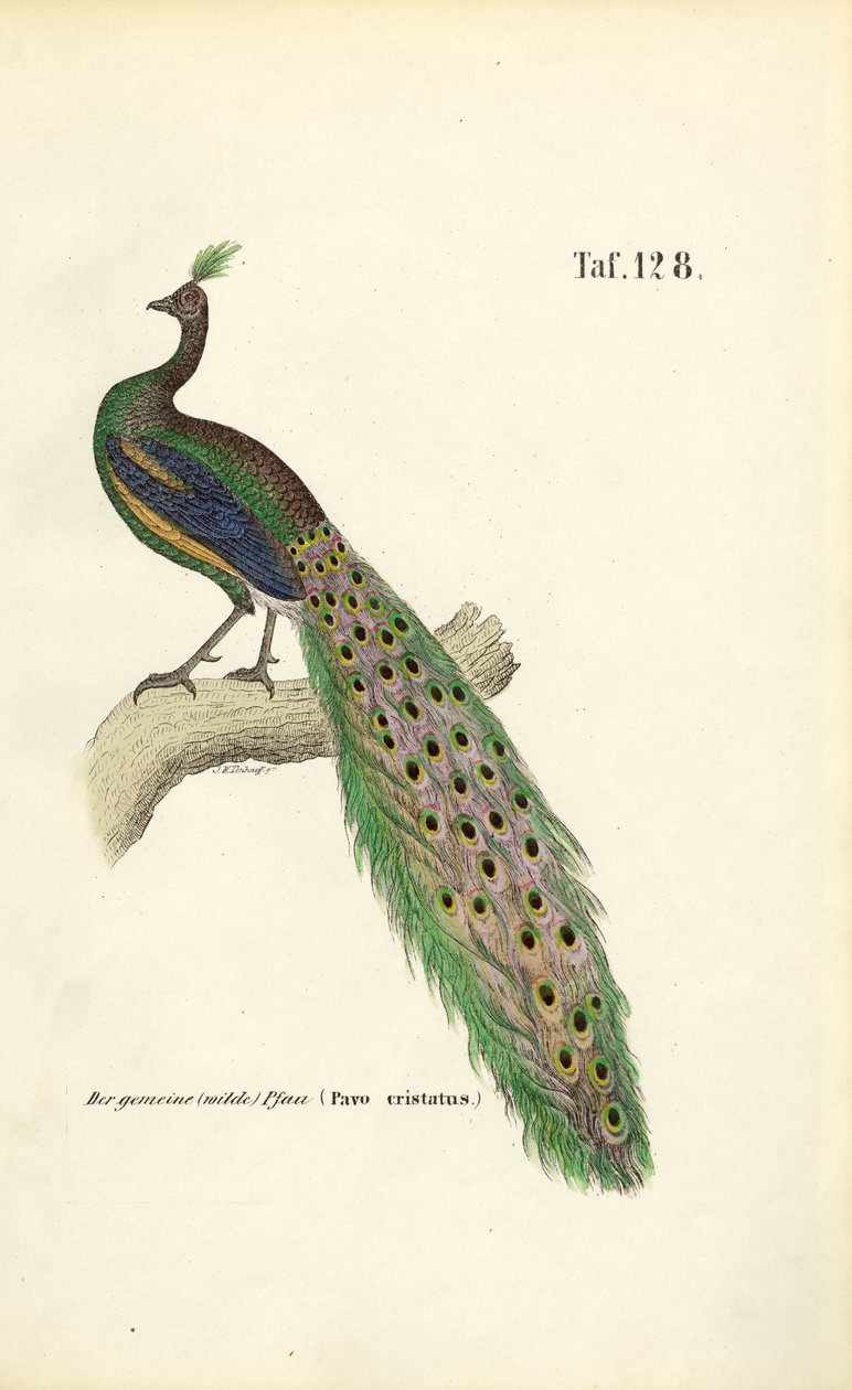  autorstwa J. W. Tenhaeff