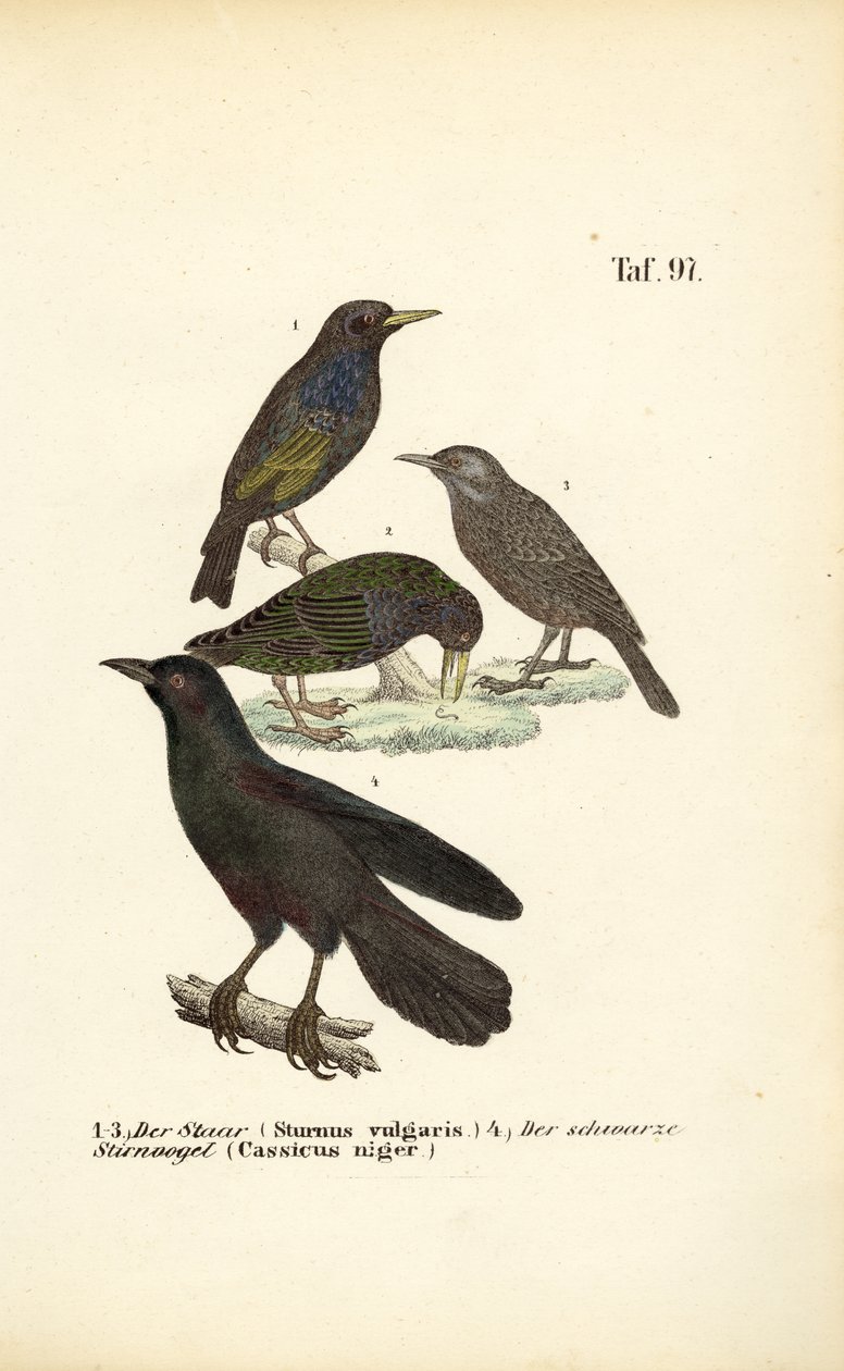  autorstwa J. W. Tenhaeff