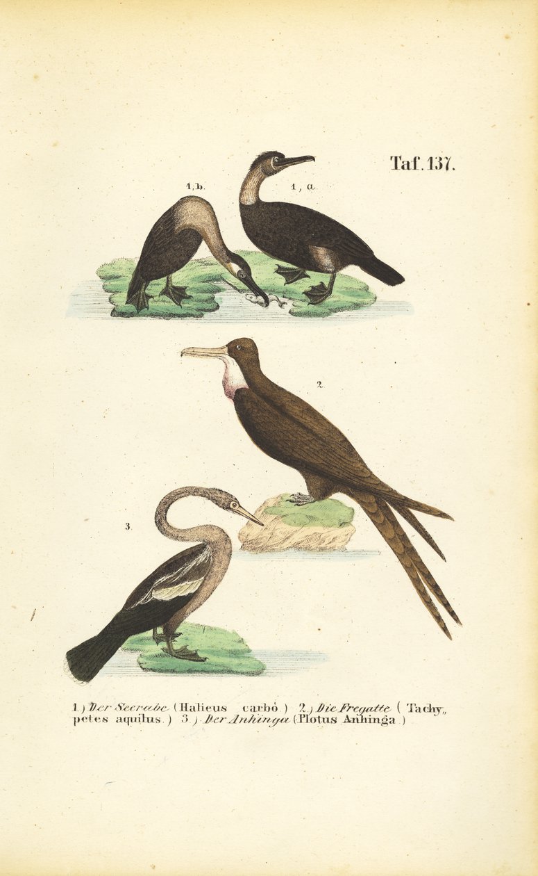  autorstwa J. W. Tenhaeff
