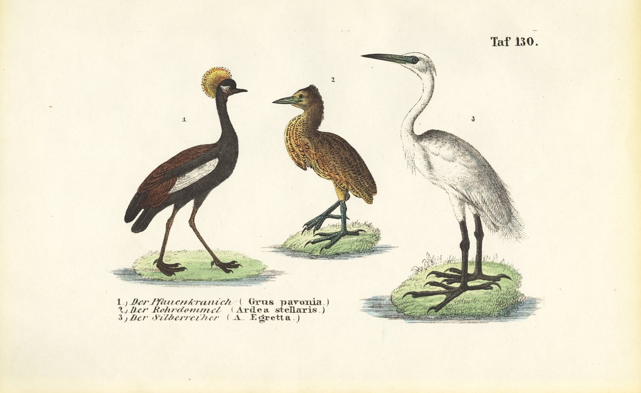 Żurawie i czaple autorstwa J. W. Tenhaeff