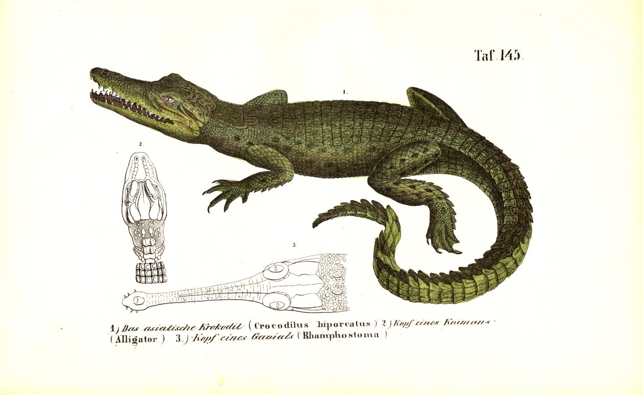 Krokodyle: Krokodyl azjatycki i porównawcza anatomia czaszki autorstwa J. W. Tenhaeff