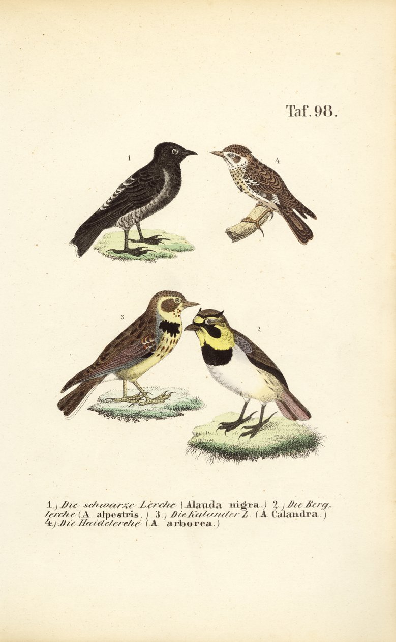  autorstwa J. W. Tenhaeff