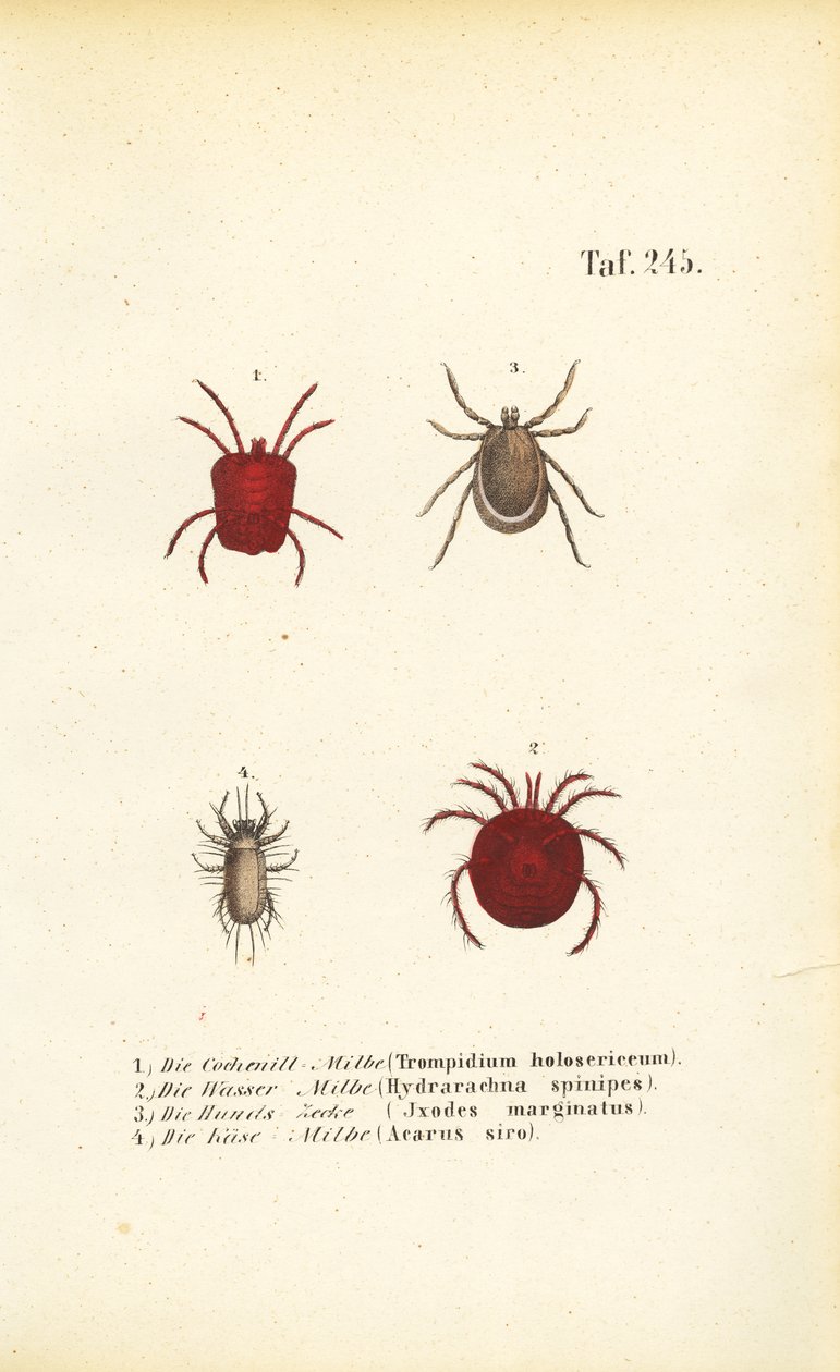  autorstwa J. W. Tenhaeff