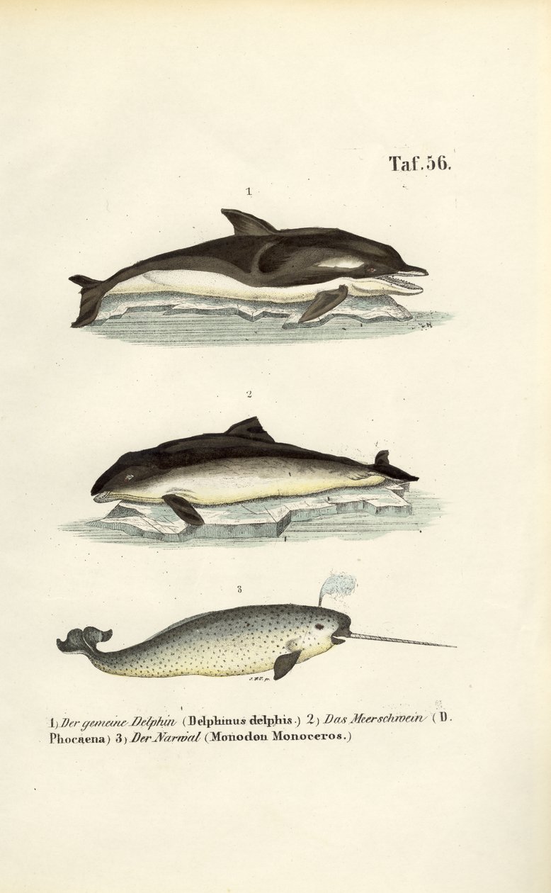  autorstwa J. W. Tenhaeff