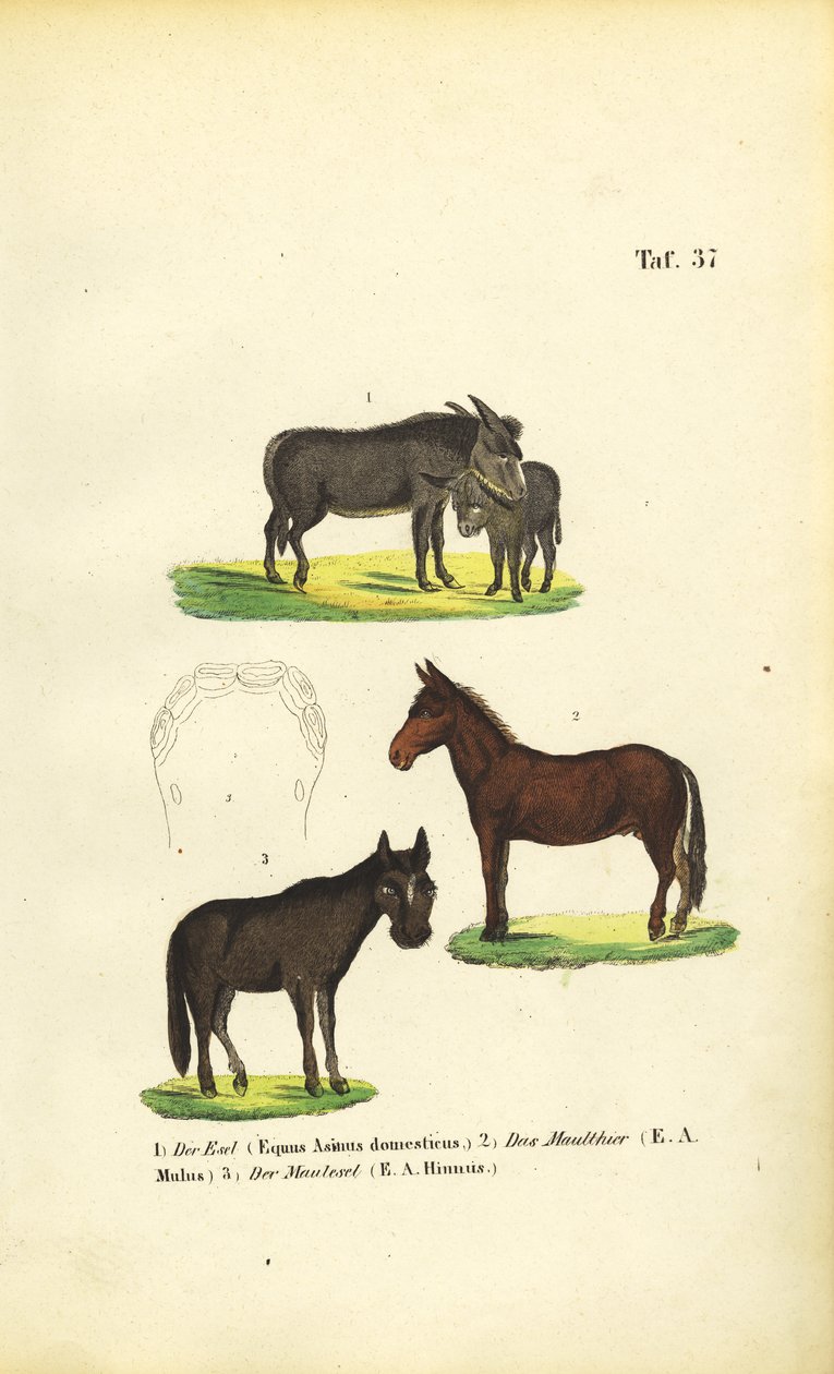  autorstwa J. W. Tenhaeff