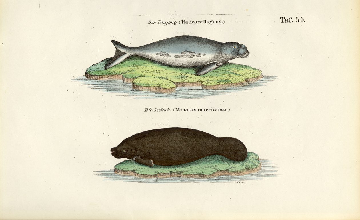 Dugong i manat autorstwa J. W. Tenhaeff