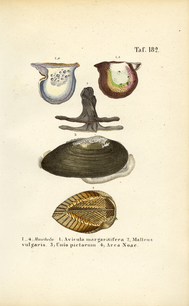  autorstwa J. W. Tenhaeff