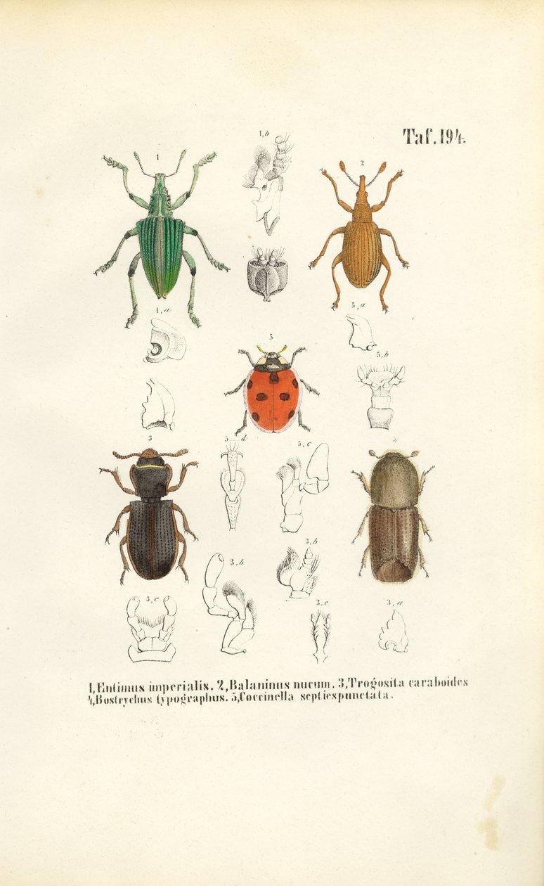  autorstwa J. W. Tenhaeff