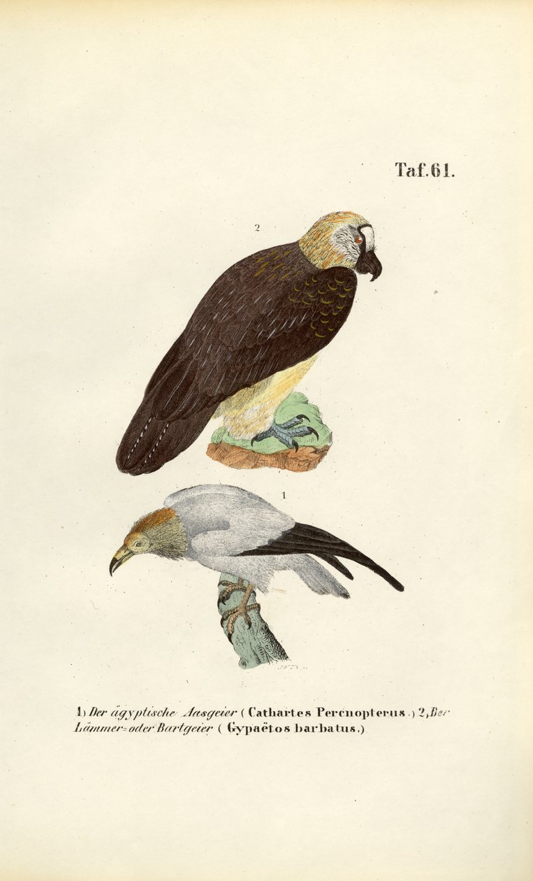  autorstwa J. W. Tenhaeff