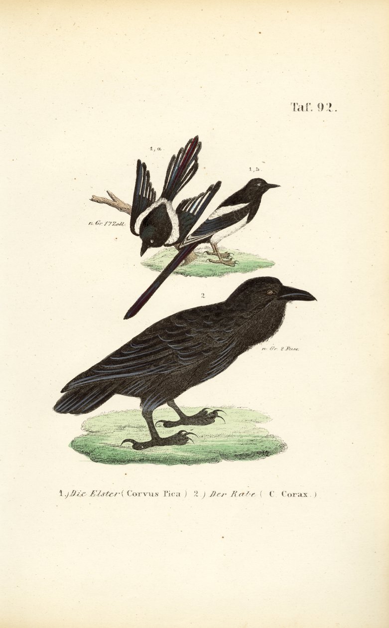  autorstwa J. W. Tenhaeff