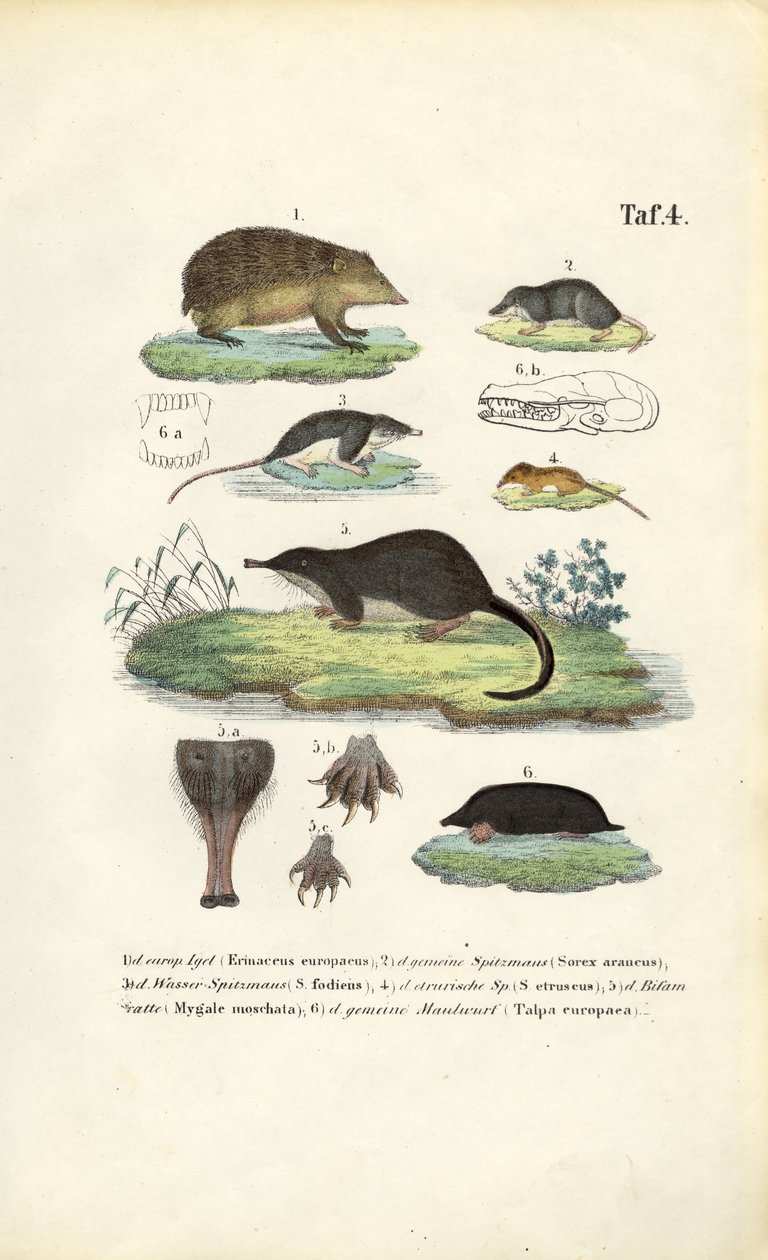  autorstwa J. W. Tenhaeff