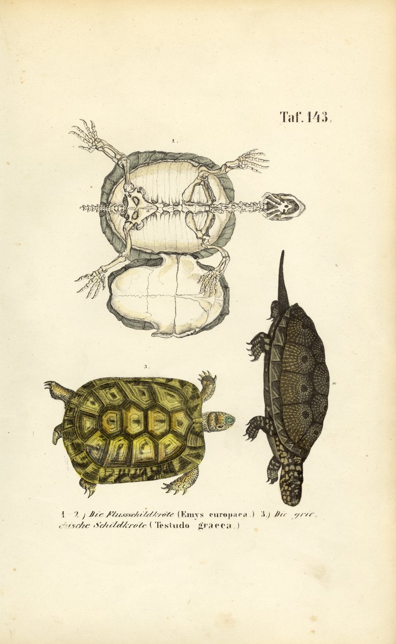  autorstwa J. W. Tenhaeff
