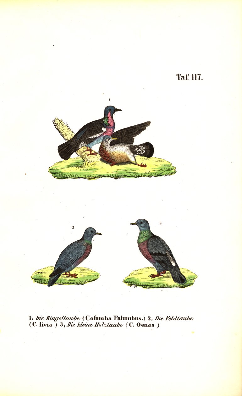 Dzikie gołębie europejskie autorstwa J. W. Tenhaeff