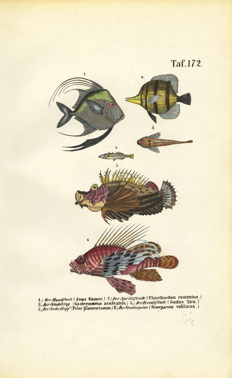  autorstwa J. W. Tenhaeff