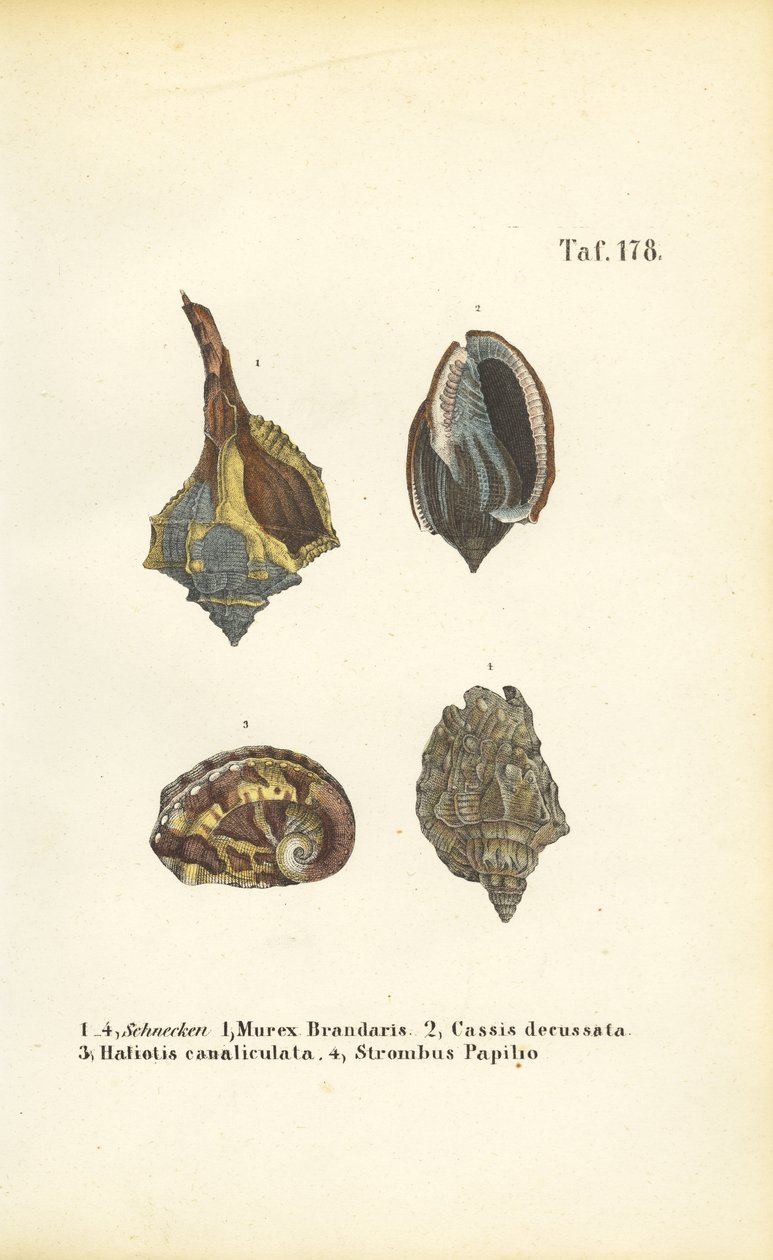  autorstwa J. W. Tenhaeff
