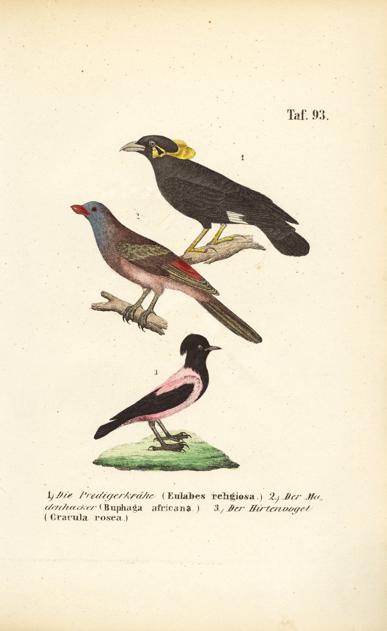  autorstwa J. W. Tenhaeff