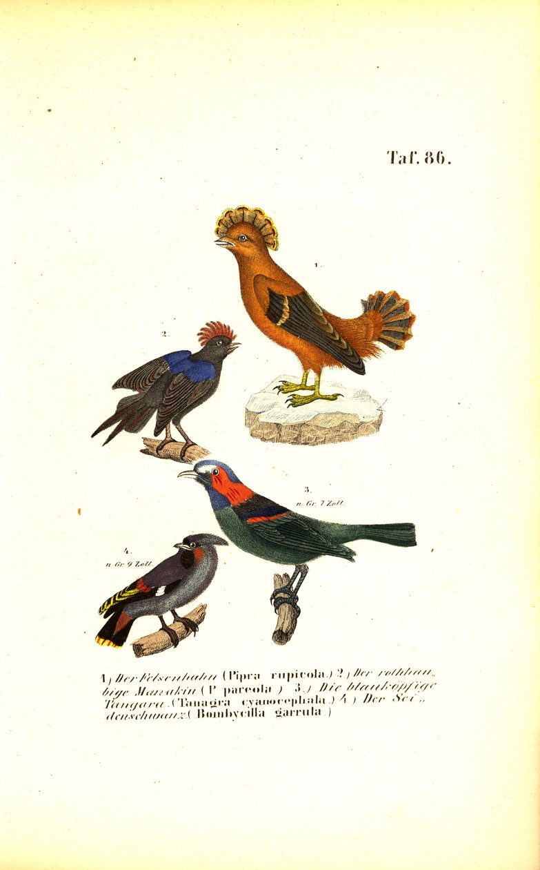  autorstwa J. W. Tenhaeff