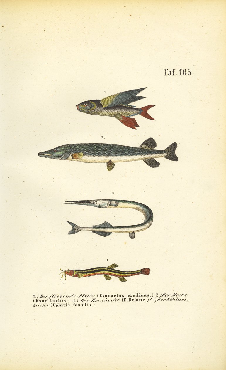  autorstwa J. W. Tenhaeff