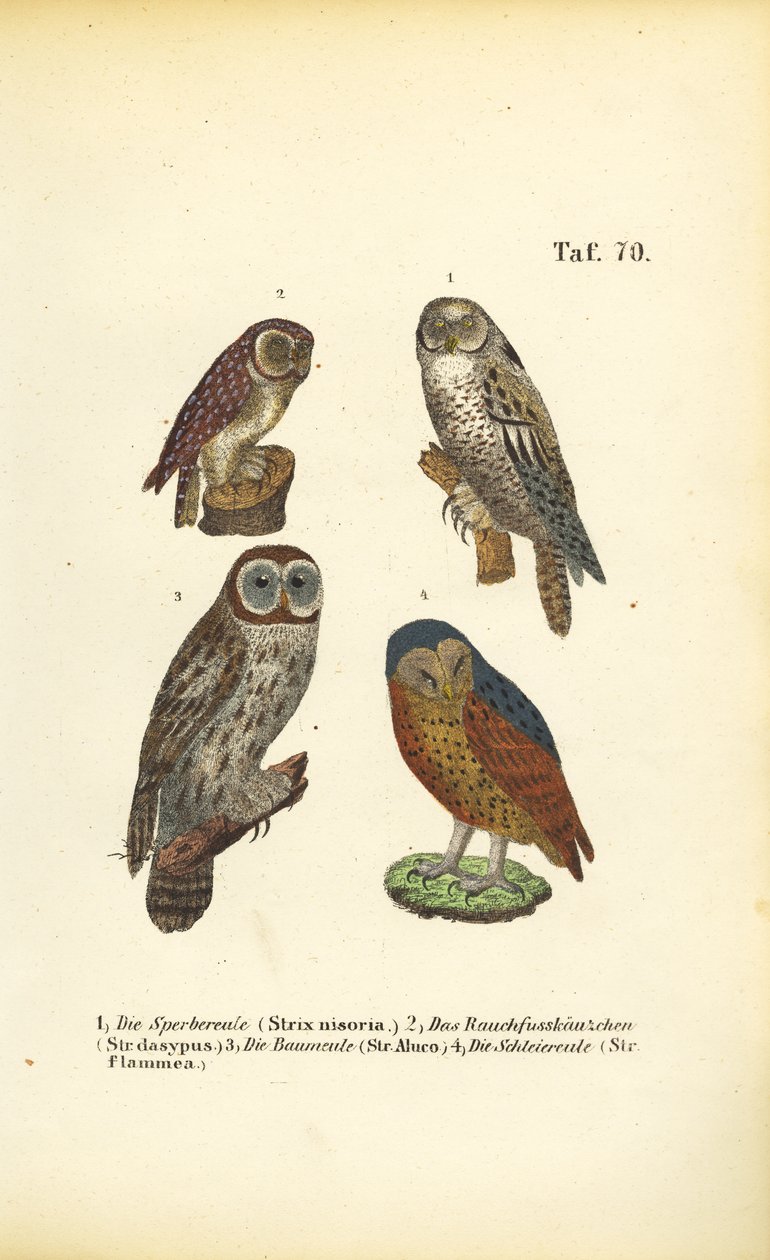  autorstwa J. W. Tenhaeff