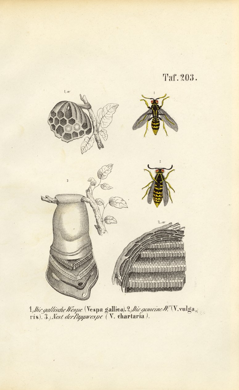  autorstwa J. W. Tenhaeff