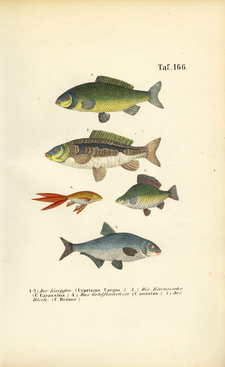 Ryby słodkowodne z rodziny karpiowatych autorstwa J. W. Tenhaeff