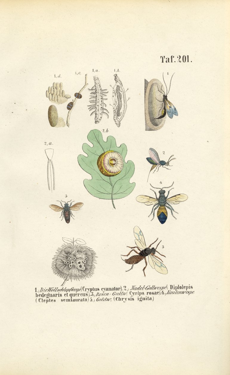 autorstwa J. W. Tenhaeff