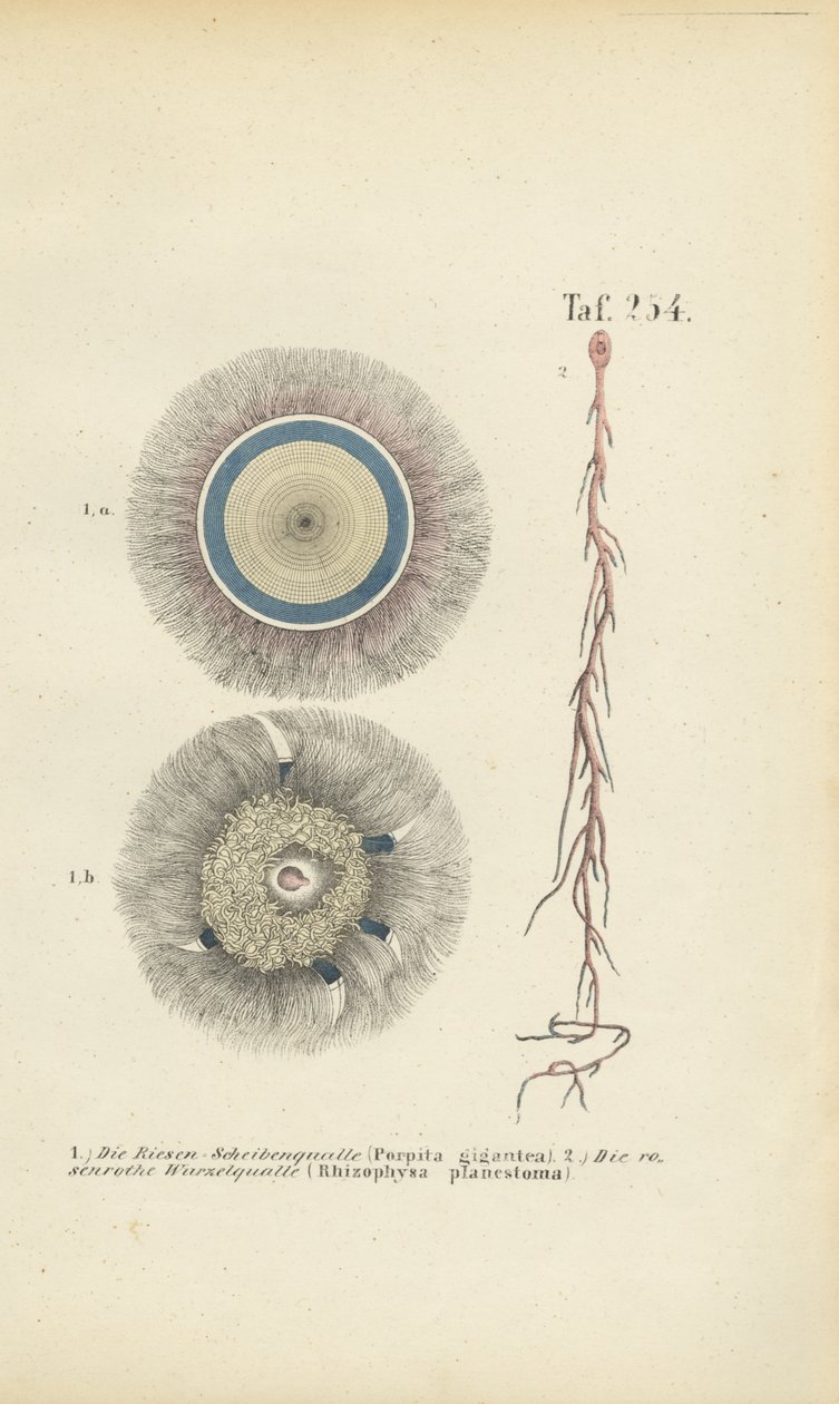  autorstwa J. W. Tenhaeff