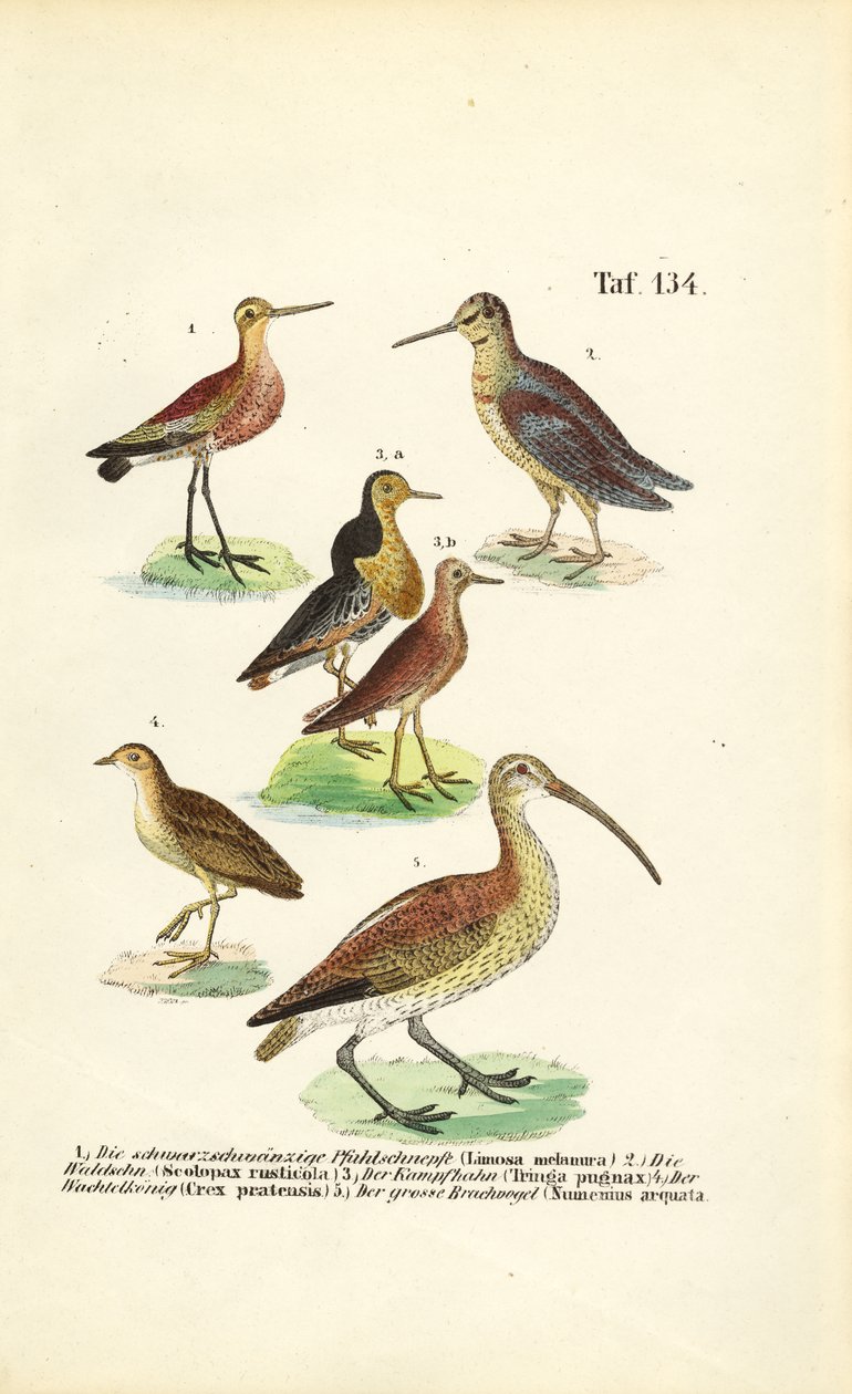  autorstwa J. W. Tenhaeff