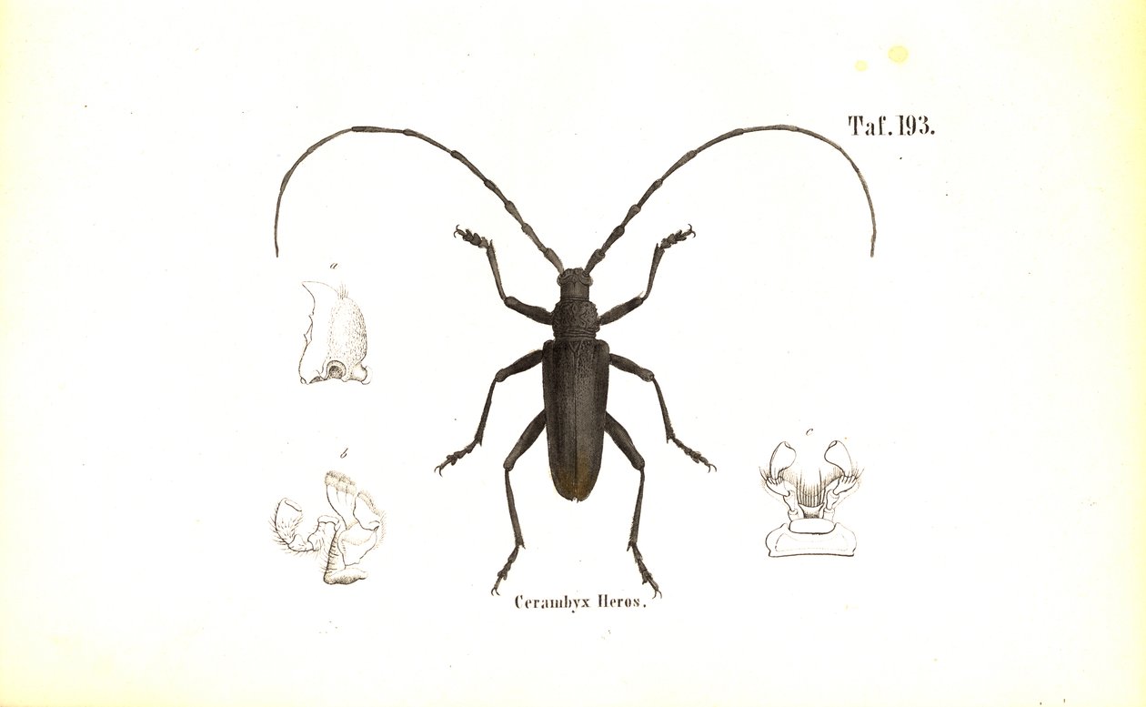  autorstwa J. W. Tenhaeff