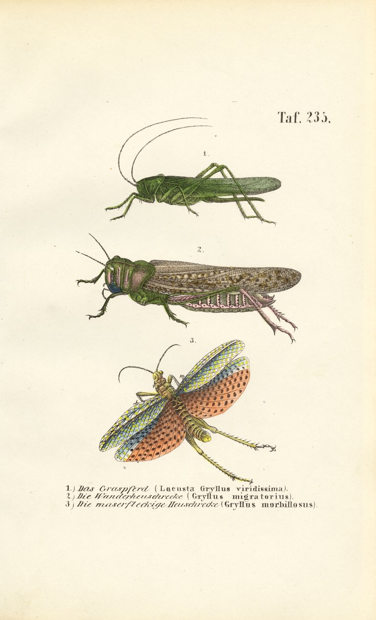  autorstwa J. W. Tenhaeff