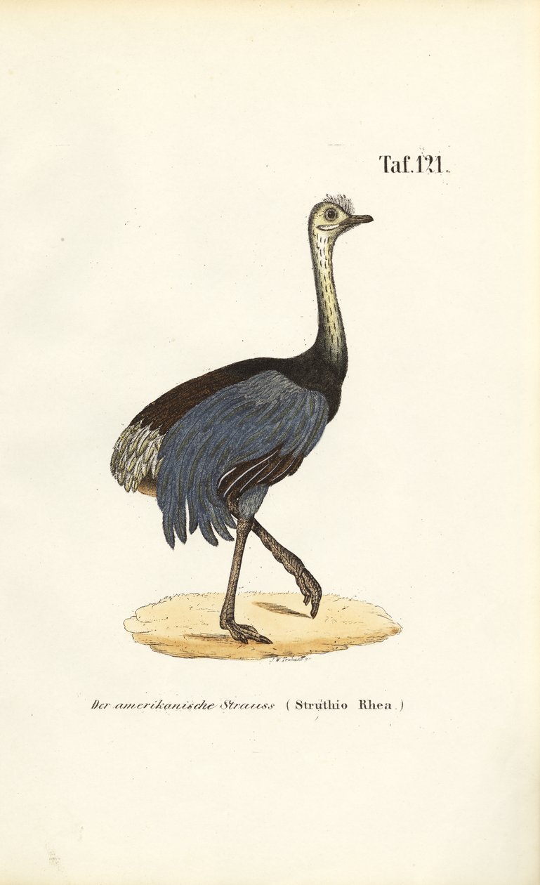  autorstwa J. W. Tenhaeff
