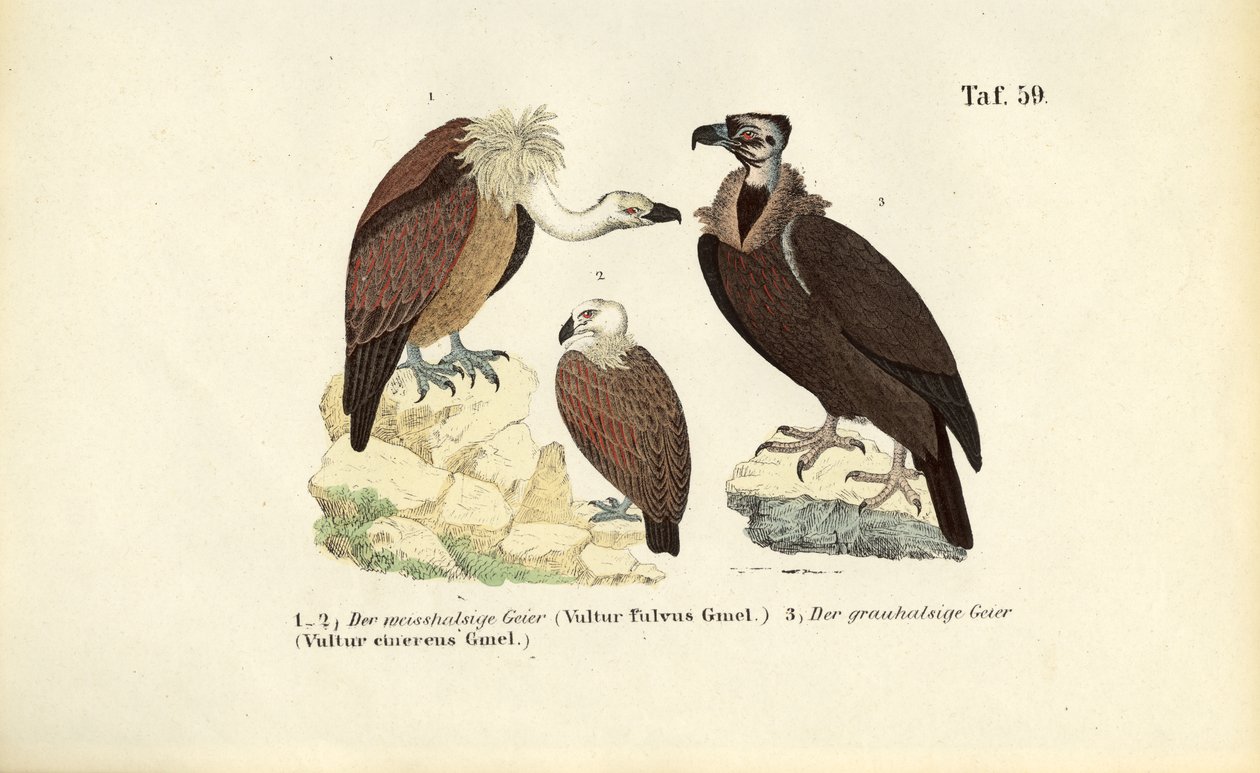  autorstwa J. W. Tenhaeff