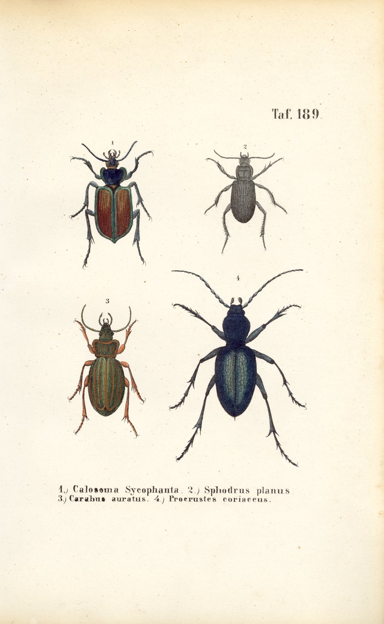  autorstwa J. W. Tenhaeff