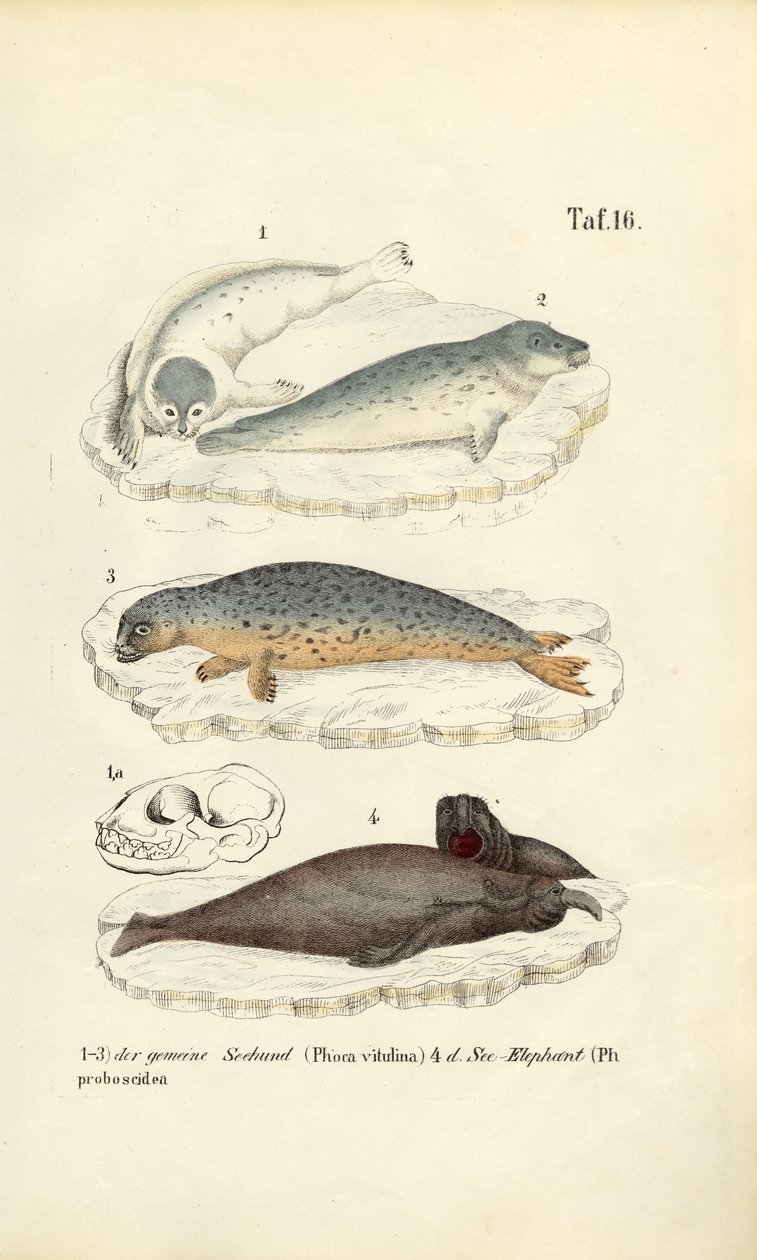  autorstwa J. W. Tenhaeff