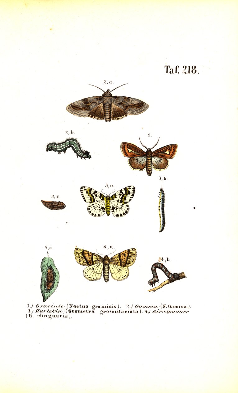  autorstwa J. W. Tenhaeff