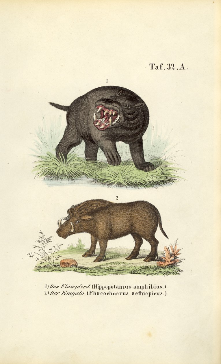 Hipopotam i guźce autorstwa J. W. Tenhaeff