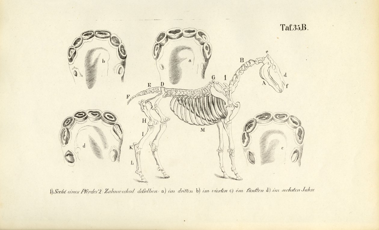 Anatomia konia: rozwój szkieletu i uzębienia autorstwa J. W. Tenhaeff