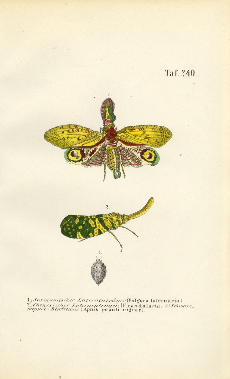  autorstwa J. W. Tenhaeff
