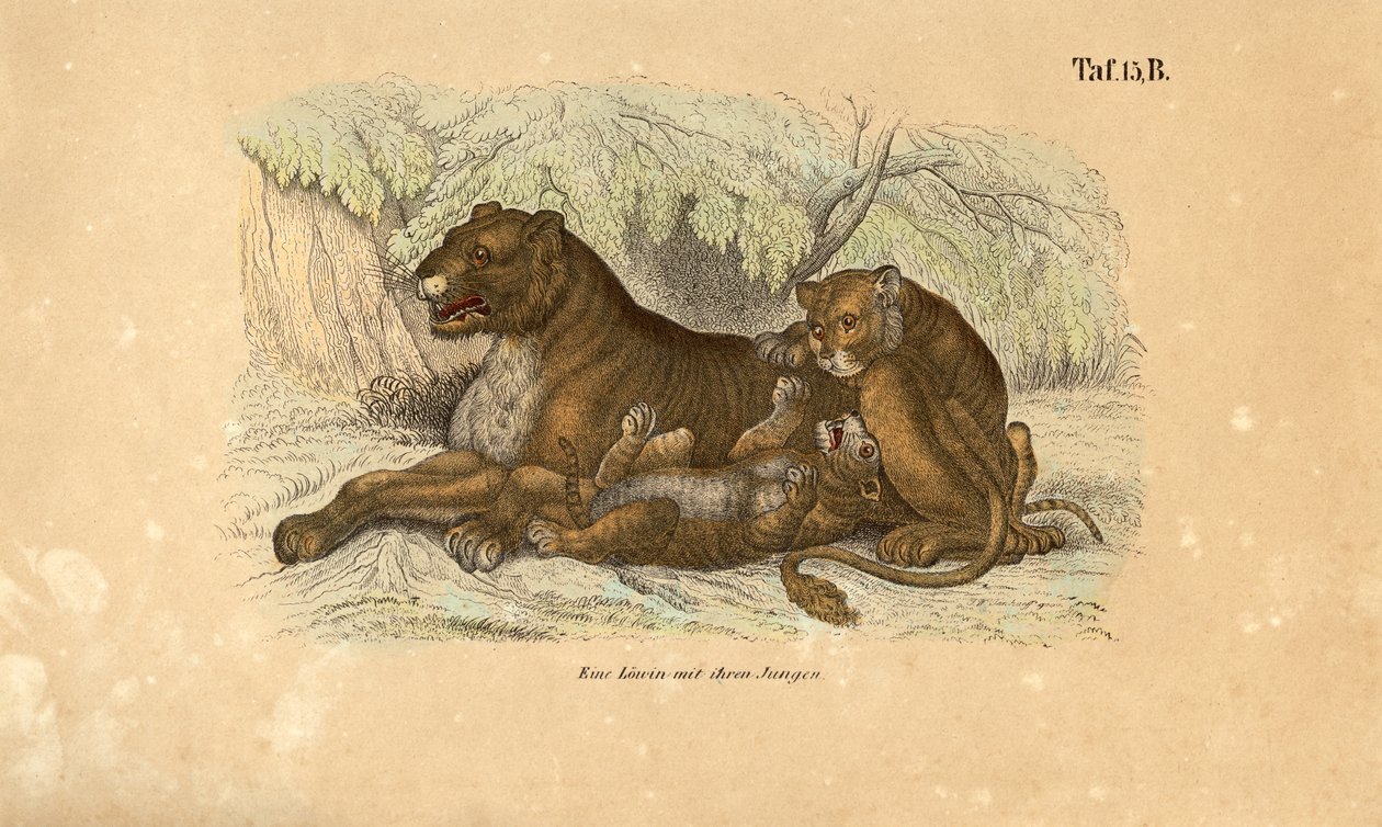  autorstwa J. W. Tenhaeff