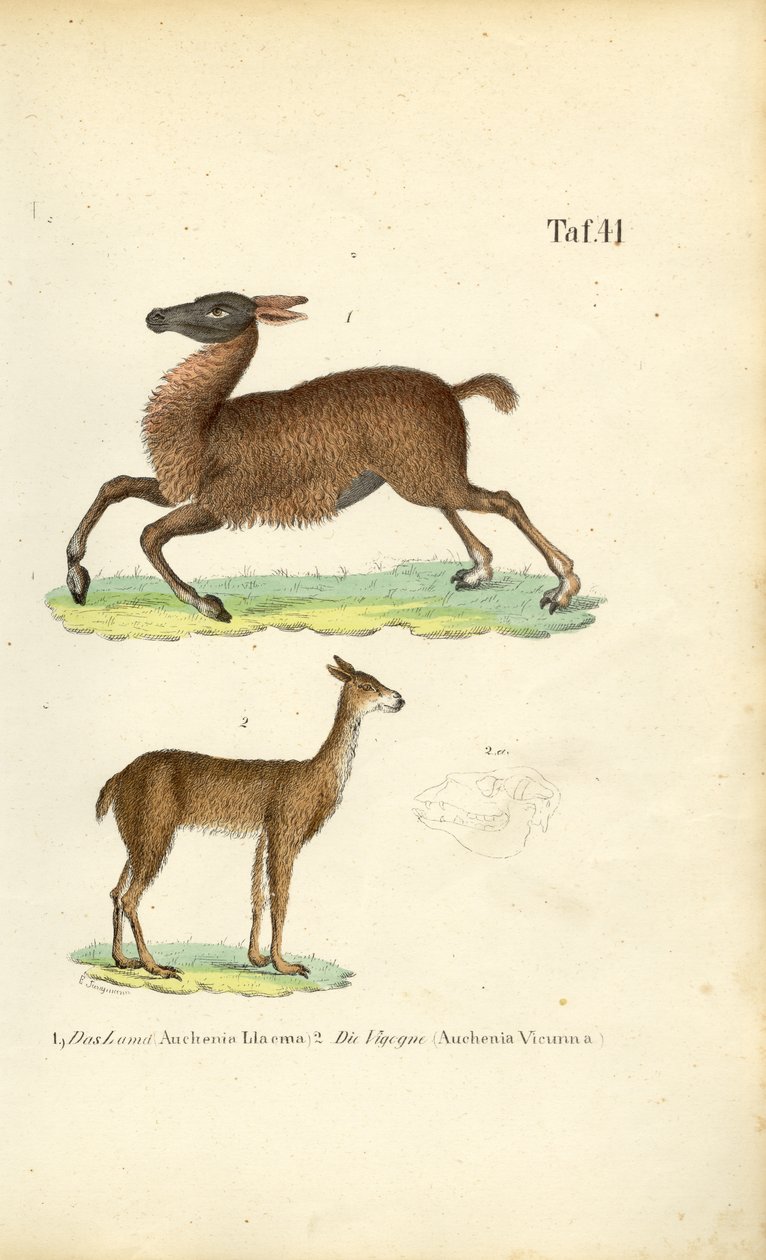  autorstwa J. W. Tenhaeff